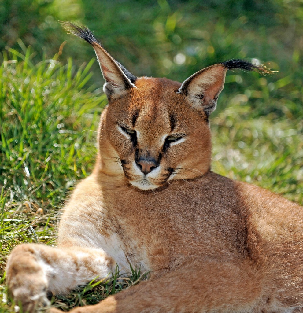 Caracal - International Society for Endangered Cats (ISEC) Canada