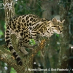 Margay-in-a-tree