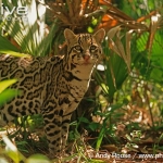 Ocelot-in-jungle-habitat