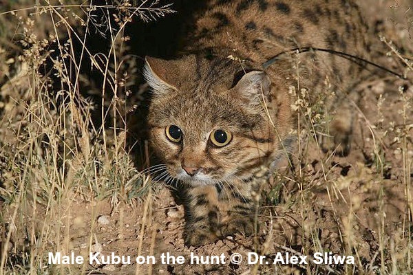 Black-footed Cat Conservation - Wild Cats World