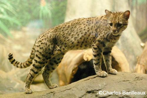 Geoffroy's Cat – International Society for Endangered Cats (ISEC