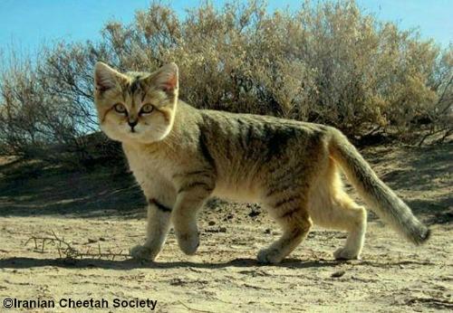 sand cat for sale