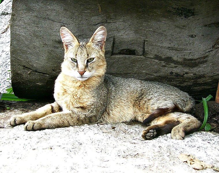 Bobcat – International Society for Endangered Cats (ISEC) Canada