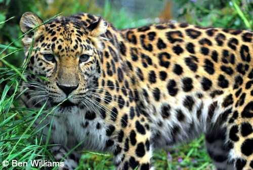 amur leopard habitat forest