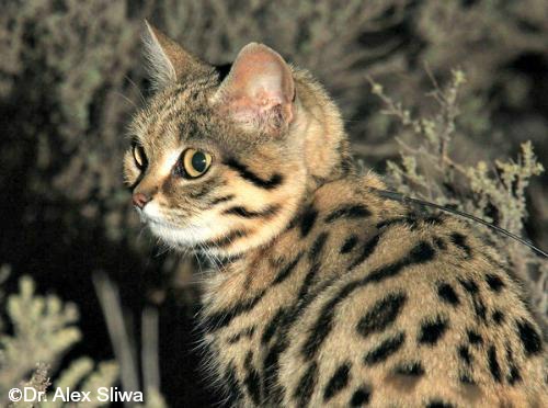 Blackfooted Cat International Society for Endangered Cats (ISEC) Canada