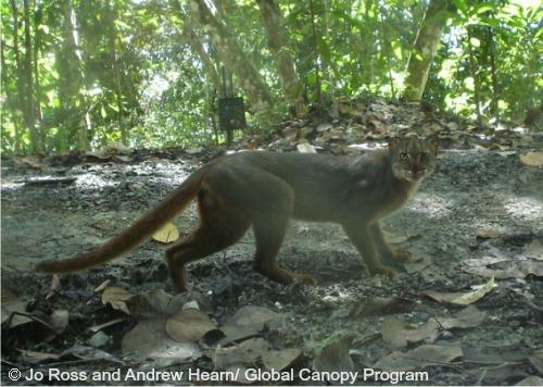 pix of cats in borneo