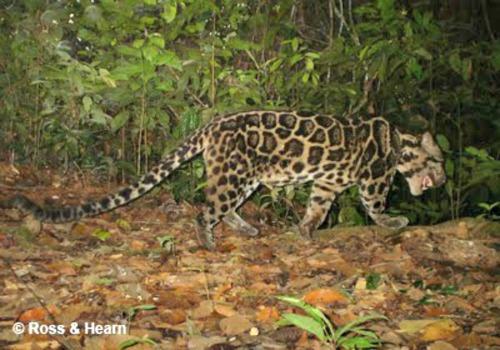 sunda clouded leopard