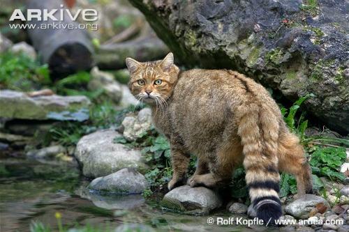 european wildcat