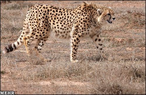 Iranian-Cheetah1.75.jpg