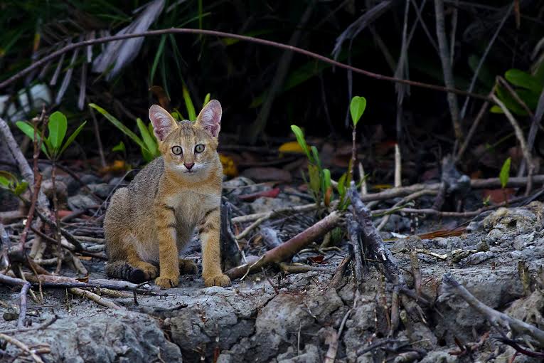 Jungle cat kitten photographed in the Sundarbans Tiger Reserve by Arghya Adhikary