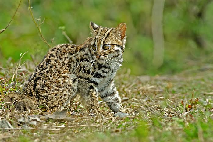 Leopard cat photo taken in Buxa Hills, India submitted by Arghya Adhikary