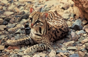 ocelot leopardus pardalis