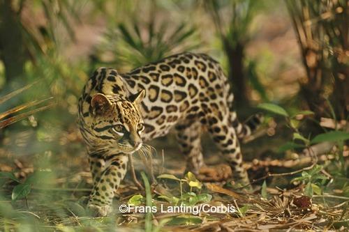 Domestic x Oncilla and Black Footed Cat Hybrids