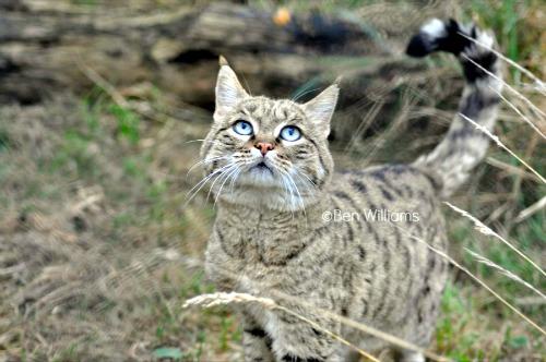 Striped clearance asian cat