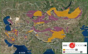 pallas' cat range map