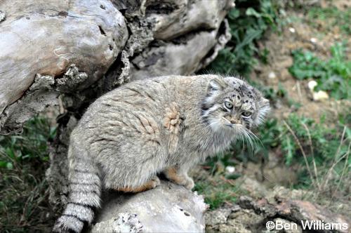 Pallas Cat  Manul cat, Pallas's cat, Wild cat species