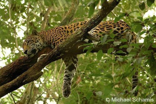 black spotted jaguar cats