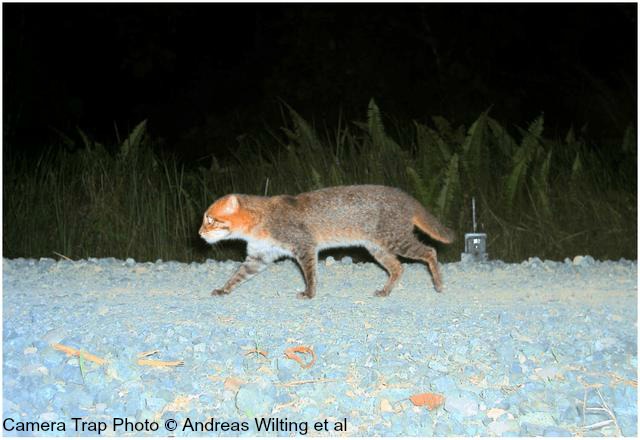 Flat-headed Cat - International Society for Endangered Cats (ISEC 