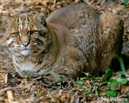 chinese golden cat