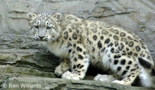 Snow Leopard International Society For Endangered Cats Isec Canada [ 291 x 500 Pixel ]