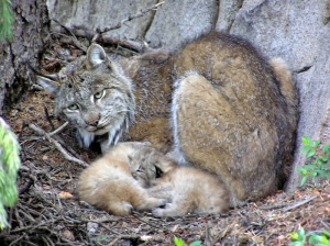 canadian lynx