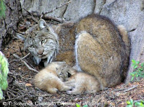 Canada Lynx International Society For Endangered Cats Isec Canada