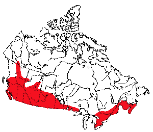 cougar in cda map