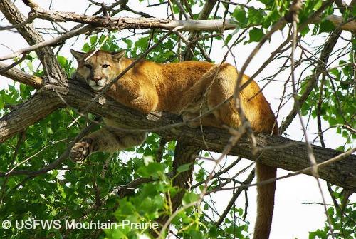 Cougar – International Society for Endangered Cats (ISEC) Canada