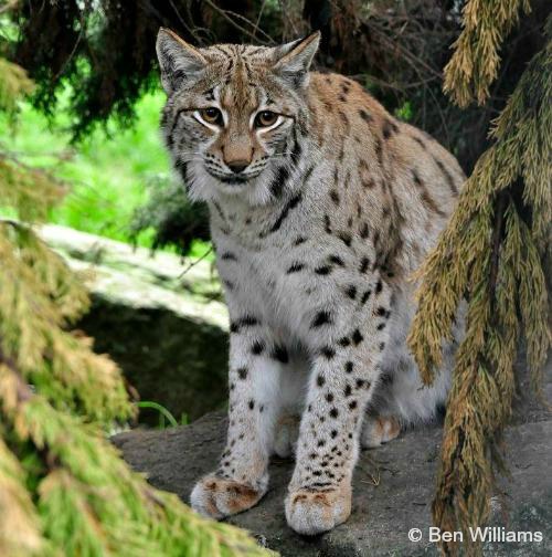 Eurasian Lynx – International Society for Endangered Cats (ISEC) Canada