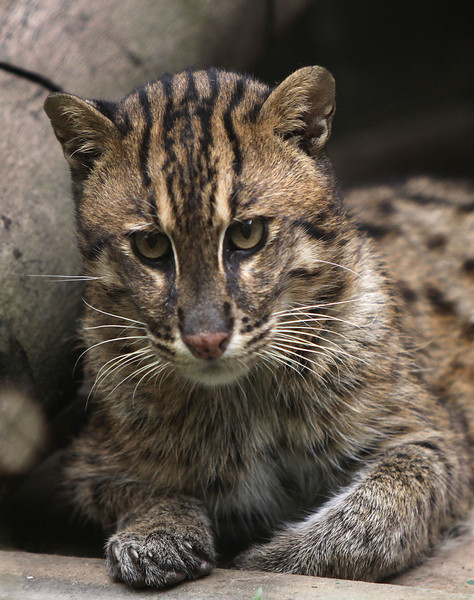 fishing cat – International Society for Endangered Cats (ISEC) Canada