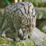 fishing cat