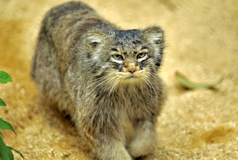 Pallas's Cat – International Society for Endangered Cats (ISEC) Canada