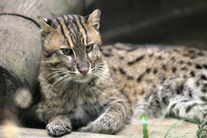 Fishing Cat - International Society for Endangered Cats (ISEC) Canada ...