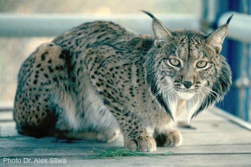 Iberian Lynx  International Society for Endangered Cats  