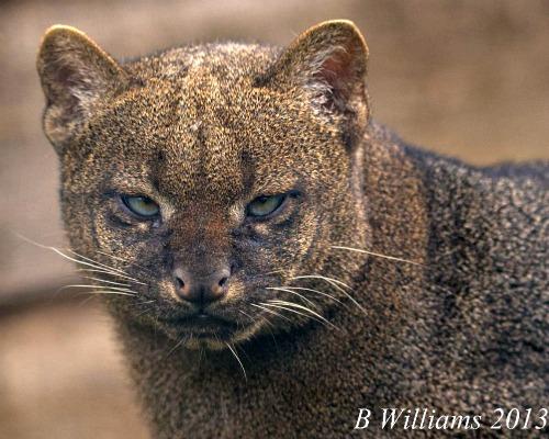 puma cat endangered