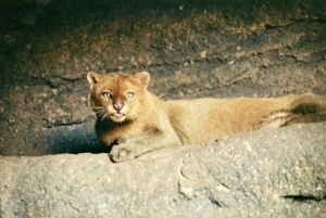 jaguarundi