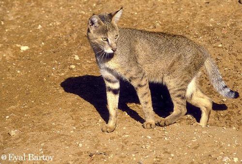 egyptian wild cat