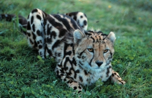king cheetah