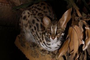 leopard cat