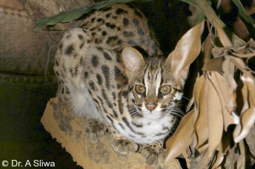 leopard big cat house