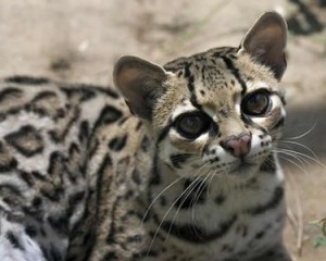 margay leopardus wiedii