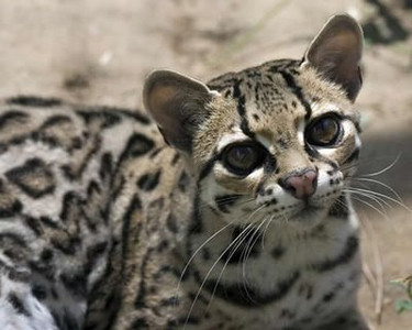 margay – International Society for Endangered Cats (ISEC) Canada