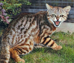 pampas cat