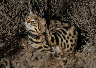 Bobcat – International Society for Endangered Cats (ISEC) Canada