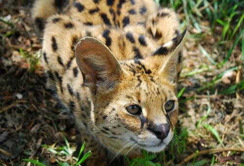 serval-5-1.75 – International Society for Endangered Cats (ISEC) Canada