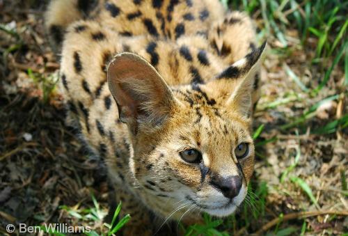 Serval cute hot sale