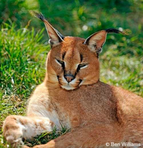 full grown caracal