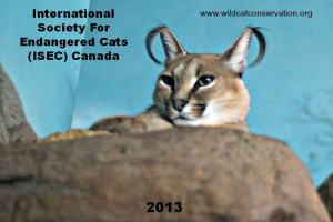 small wild cats calendar