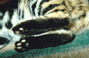 black footed cat feet