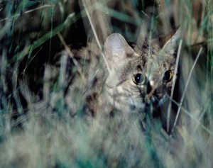 black footed cat hiding